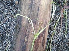 Survival Schaffhausen Schnur aus Naturfasern